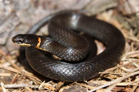 Look at the ring pattern on the snake's skin and determine if red and yellow rings are touching; Ring-necked Snake - Florida Snake ID Guide