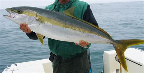 Yellowtail fishing off of southern california is usually good between late spring and early summer but often reaches its peak during late summer and early fall. Amberjack - CorvetteForum - Chevrolet Corvette Forum ...