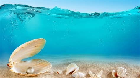 Seashells Under The Sea On The Sand Stars Wallpapers Hd