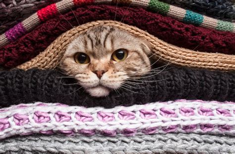 She is an indoor cat, and we've been trying to get her to lose some weight. How To Keep Your Indoor Cat Warm During The Winter ...