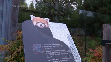 Red Panda Found After Escaping Zoo For Two Days Youtube