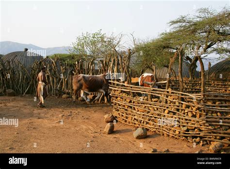Nguni Cattle In A Kraal Shakaland Zulu Village Nkwalini Valley