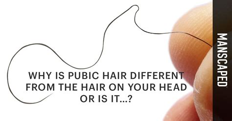 Why Is Pubic Hair Different From The Hair On Your Head Or Is It