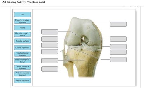 Get Answer Art Labeling Activity The Knee Joint Tibia Posterior