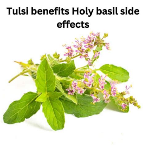 Tulsi Benefits Holy Basil Side Effects