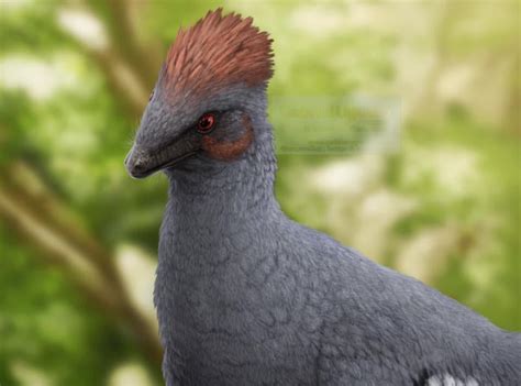 Anchiornis A Small Paravian Dinosaur Known From Numerous Fossil