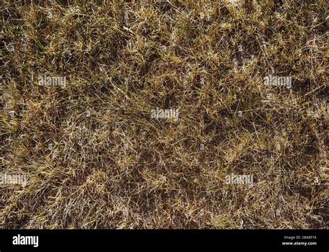 Dried Grass Texture Straw Or Hay Abstract Background Stock Photo Alamy