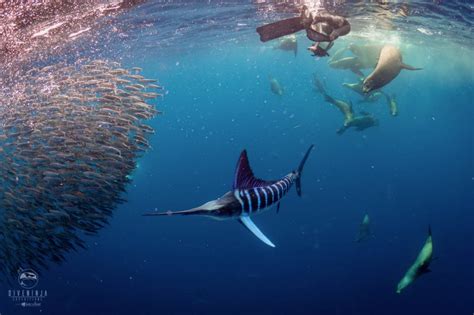 Striped Marlin Expeditions Magdalena Bay Amazing Adventures Travel