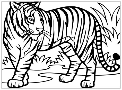 Free tiger coloring pages to print for kids. Tigers to color for kids - Tigers Kids Coloring Pages