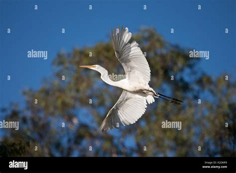 Large White Egret In Flight Stock Photo Alamy
