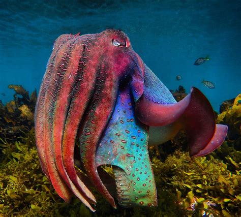 Incredible Underwater Photos Showcasing The Amazing Sea Creatures Of