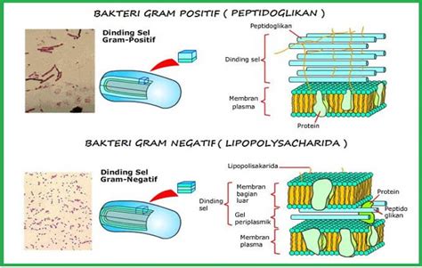 Morfologi Bakteri Pdf
