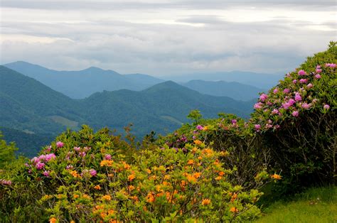 More images for north carolina wallpaper » Free download North Carolina Nature Flowers mountains ...