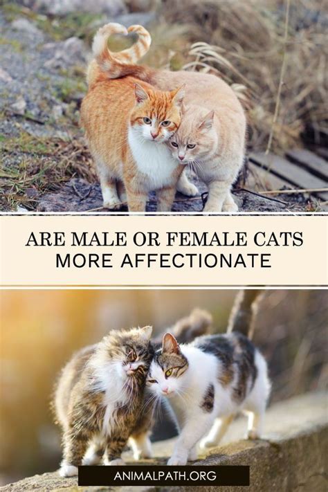 Are Male Or Female Cats More Affectionate Pet Adoption Center Cats