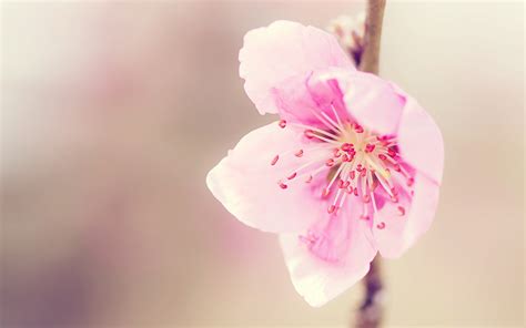 Cherry Blossom Backgrounds Pixelstalknet