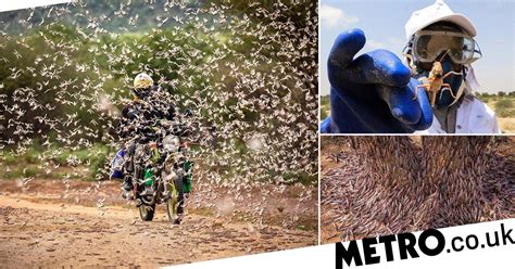 Swarm Of Locusts Destroy 500000 Acres Of Crops Leaving Millions Facing