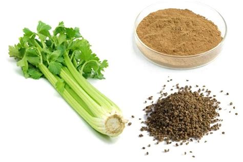 Properties Benefits And Side Effects Of Celery Seeds February 2024