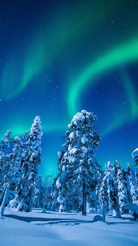 Wallpaper Forest Winter Frosted Trees Aurora Borealis