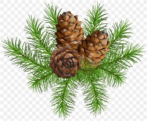 Pine Conifer Cone Clip Art Png 5000x4101px Pine Branch Christmas