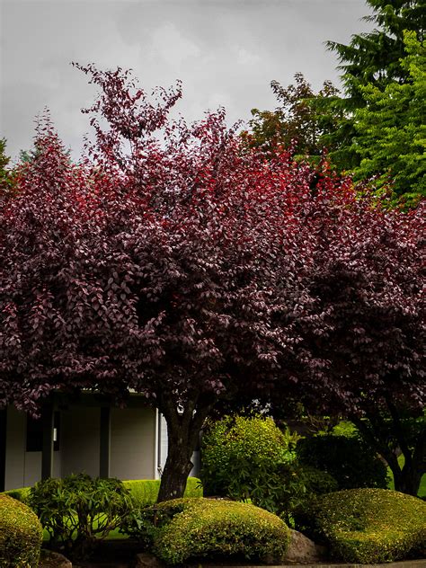 Krauter Vesuvius Purple Leaf Plum Trees For Sale The Tree Center