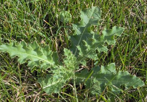 Common Weeds And Lawn Diseases In San Antonio Tx Wikilawn