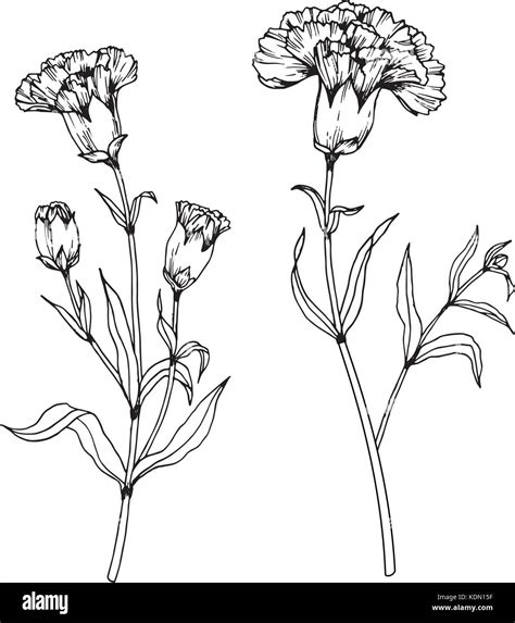 Carnation Flower Drawing Illustration Black And White With Line Art
