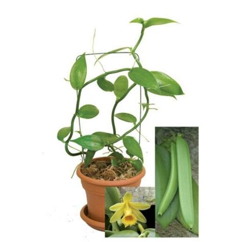 Vanilla Bean Plants How To Grow A Vanilla Plant At Home