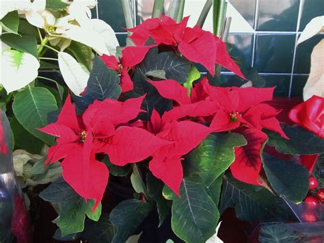Poinsettia December 12th Is National Poinsettia Day Willis Lam