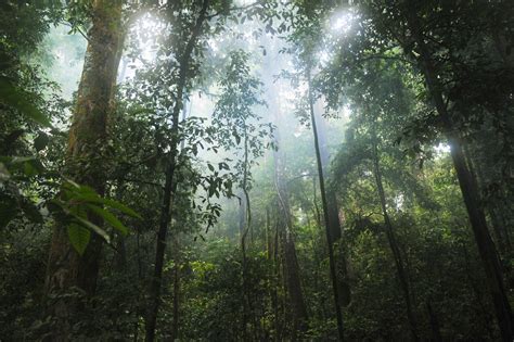42 Astonishing Facts About Rainforests