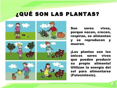 Las Plantas