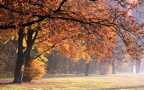 自然秋公園、 秋の木、 自然、 秋、 木、 美しい、 公園、 Hdデスクトップの壁紙 Wallpaperbetter