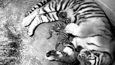 Tiger Cubs Born At The Columbus Zoo
