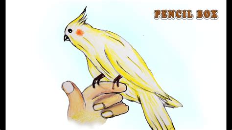 Scroll create a classic scroll from your image drawn with pencil explorer drawing create an explorer drawing during an expedition finishing touches. How To Draw Cockatiel Bird II How to draw a Bird with ...