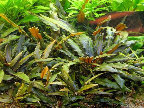 Cryptocoryne wendtii 'green' is a well known for its bright green leaves and will grow well as an aquarium or terrarium plant. Cryptocoryne Wendtii 'Brown' - Acuario Adictos