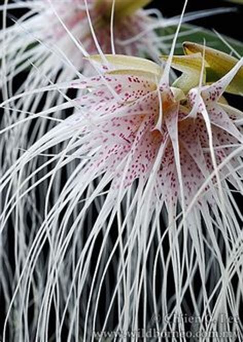 Flower photography of orchids and tropical flowers. 1000+ images about Bulbophyllum on Pinterest | Orchids ...