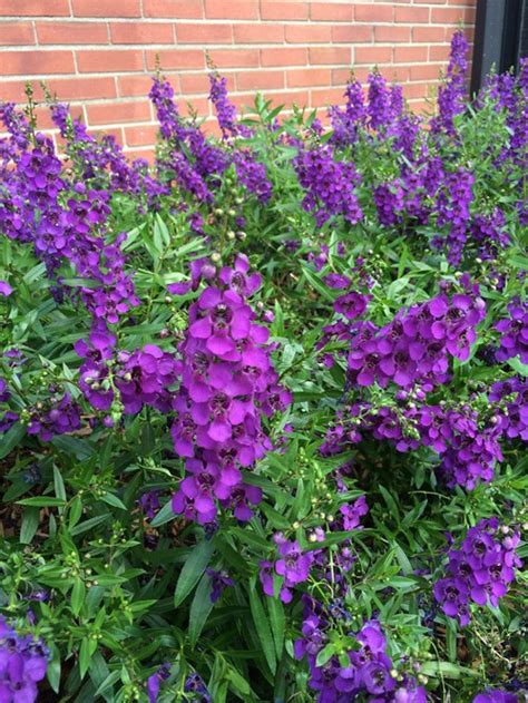 Please Identify This Purple Flowered Plant
