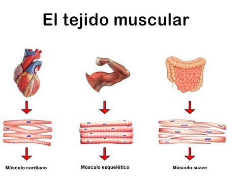 Órganos Del Sistema Muscular Cuáles Son Funciones Y Más