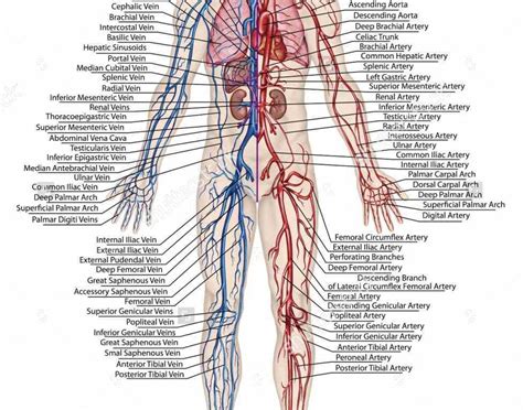 Arteries that carry blood pumped from the heart — these are the largest and strongest veins that return blood to the heart capillaries, which are tiny vessels that connect arteries and veins, and allow blood to come into close contact with tissues for the oxygen, carbon dioxide, food and waste Of Blood Vessels In The Body vessel in the human or animal ...