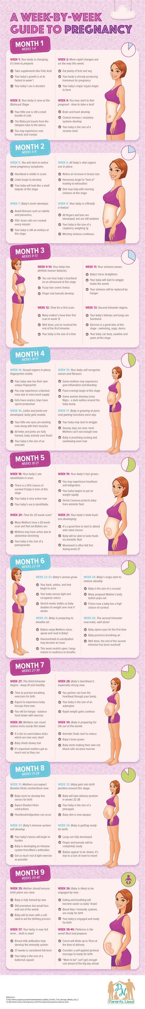 infographic a week by week guide to pregnancy