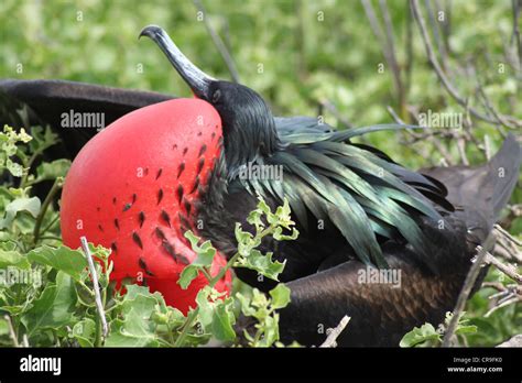 Frigate Bird Galapagos Islands Ecuador With Red Throat Stock Photo Alamy