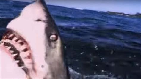 Great White Shark Attack Predators Bbc Earth Youtube