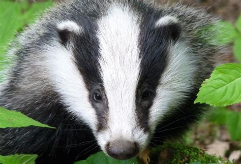 Scottish Badgers Level 1 Badger Surveyor Course Moray Elgin