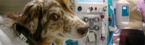Open 24 hours a day, 7 days a week. 24 Hour Emergency Animal Care - Dryden Animal Clinic ...