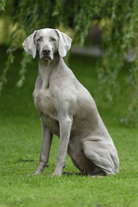 I Miss My Weimaraner He Was Such A Good And Somewhat