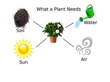 What do plants need to survive. What Plants and Animals Need to Survive by Cheryl Smith | TpT