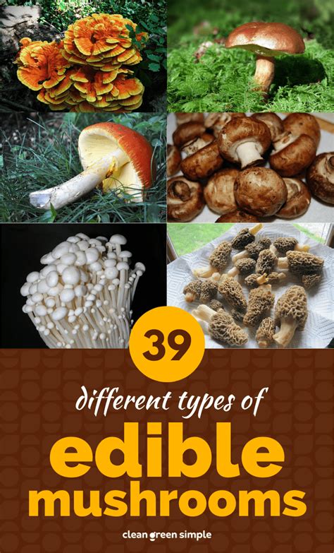 Different Types And Names Of Edible Mushrooms