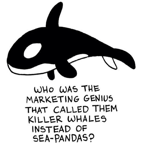 Whale Funny Quotes Quotesgram
