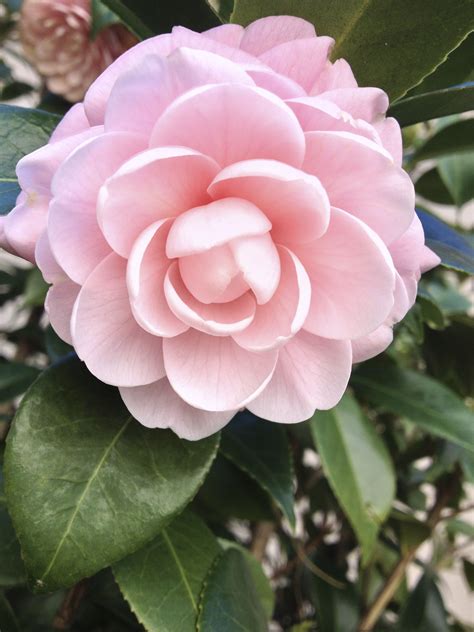 Camellia Japonica Pink Perfection This One Is Special To Me Because