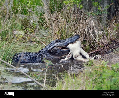 Large Florida Alligator Eating An Alligator Stock Photo Alamy