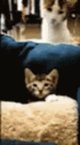 The Cat Is Kicking The Other Cat Gif The Cat Is Kicking The Other Cat